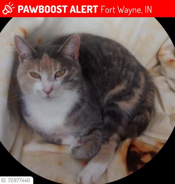 Lost Female Cat last seen Tillman and Hessen Cassel , Fort Wayne, IN 46816