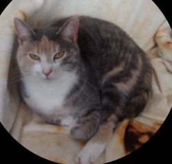 Lost Female Cat last seen Tillman and Hessen Cassel , Fort Wayne, IN 46816