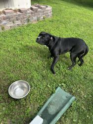 Found/Stray Male Dog last seen Amber Wave Drive and Presidents Landing, O'Fallon, MO 63368