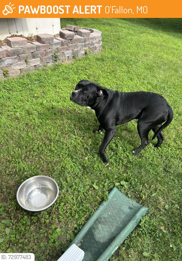 Found/Stray Male Dog last seen Amber Wave Drive and Presidents Landing, O'Fallon, MO 63368