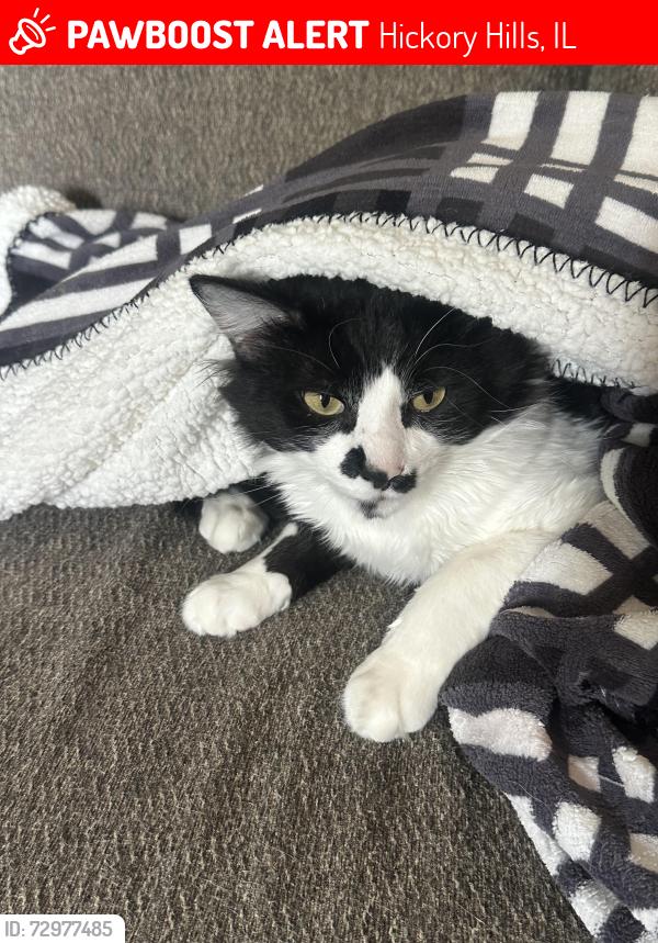 Lost Male Cat last seen 85th and 83rd ct, Hickory Hills, IL 60457