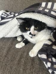Lost Male Cat last seen 85th and 83rd ct, Hickory Hills, IL 60457