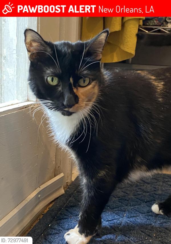 Lost Female Cat last seen St Ferdinand St and Marais St, New Orleans, LA 70117
