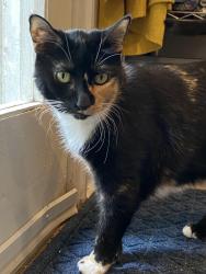Lost Female Cat last seen St Ferdinand St and Marais St, New Orleans, LA 70117