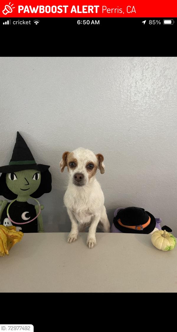 Lost Female Dog last seen Near Florey street Perris ca 92571, Perris, CA 92571
