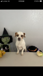Lost Female Dog last seen Near Florey street Perris ca 92571, Perris, CA 92571