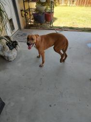 Found/Stray Male Dog last seen S.H and Panama , Bakersfield, CA 93307