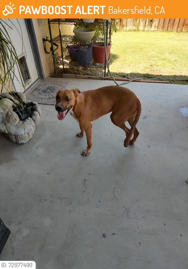 Found/Stray Male Dog last seen S.H and Panama , Bakersfield, CA 93307