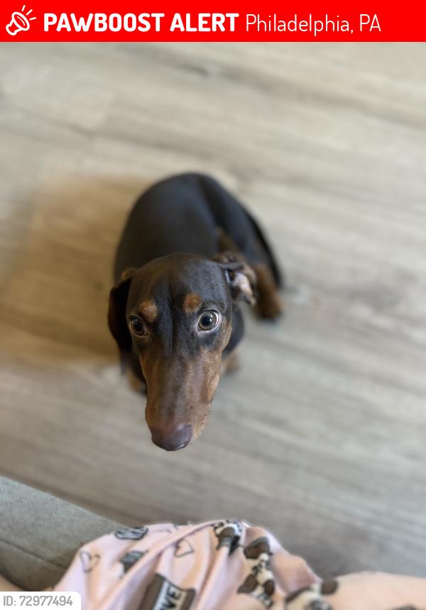 Lost Male Dog last seen Near n Reese st, Philadelphia, PA 19132