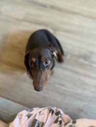 Lost Male Dog last seen Near n Reese st, Philadelphia, PA 19132