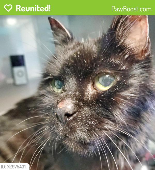 Reunited Male Cat last seen Marshall Drive and Lynnwood Drive, Churchill Valley, PA 15235