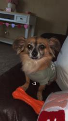 Lost Male Dog last seen Goodson loop , Pinehurst, TX 77362