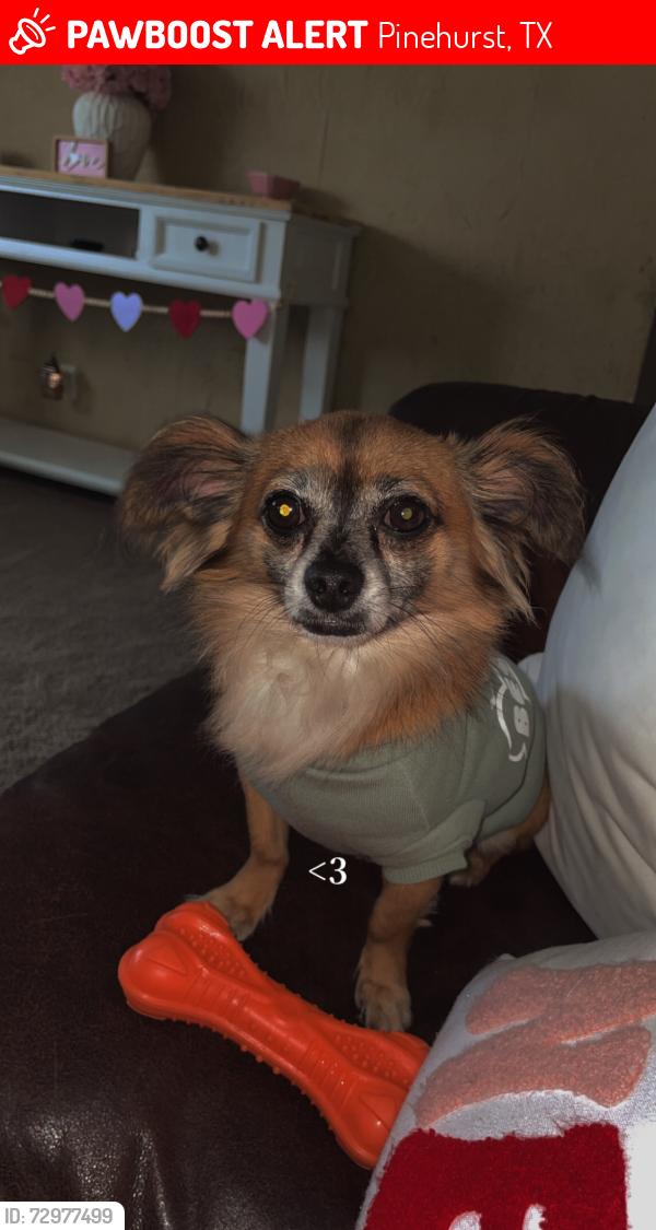 Lost Male Dog last seen Goodson loop , Pinehurst, TX 77362