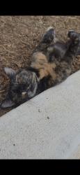 Found/Stray Unknown Cat last seen Canopy Apts. near Building 7 & 8, Murrieta, CA 92562