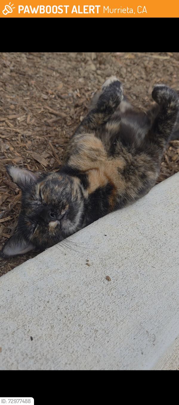 Found/Stray Unknown Cat last seen Canopy Apts. near Building 7 & 8, Murrieta, CA 92562
