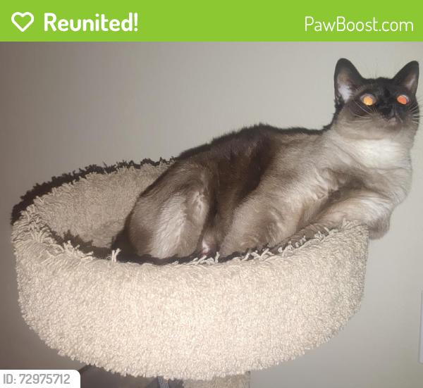 Reunited Female Cat last seen Chambers Road and Mississippi Ave., Aurora, CO 80012