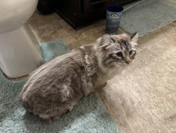 Reunited Male Cat last seen 124th Dr and Tamarac St (King Ranch neighborhood), Thornton, CO 80241