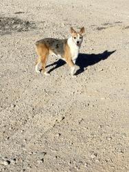 Reunited Unknown Dog last seen W Patrick Ln & S Cimarron Rd, Spring Valley, NV 89113, USA, Spring Valley, NV 89113