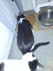 Reunited Female Cat last seen Konkle, Kalamazoo, MI 49001