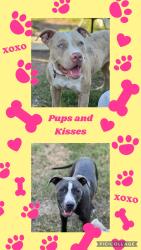 Lost Male Dog last seen Green rd and business83, Palmview, TX 78572