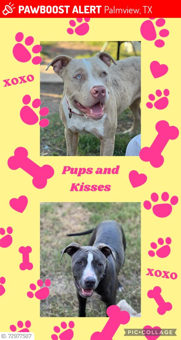 Lost Male Dog last seen Green rd and business83, Palmview, TX 78572