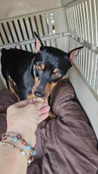 Reunited Male Dog last seen Near Matlock/Mayfield at Medical City Arlington, Arlington, TX 76015