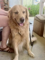 Reunited Male Dog last seen 17th and Wilson Avenue, Loveland, CO 80537