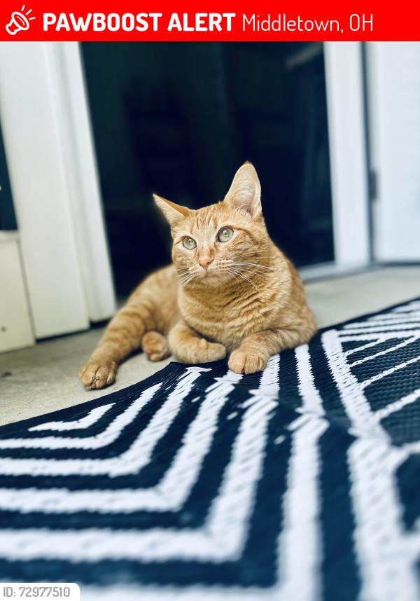 Lost Female Cat last seen Echo Ridge apmts , Middletown, OH 45005