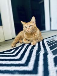 Lost Female Cat last seen Echo Ridge apmts , Middletown, OH 45005