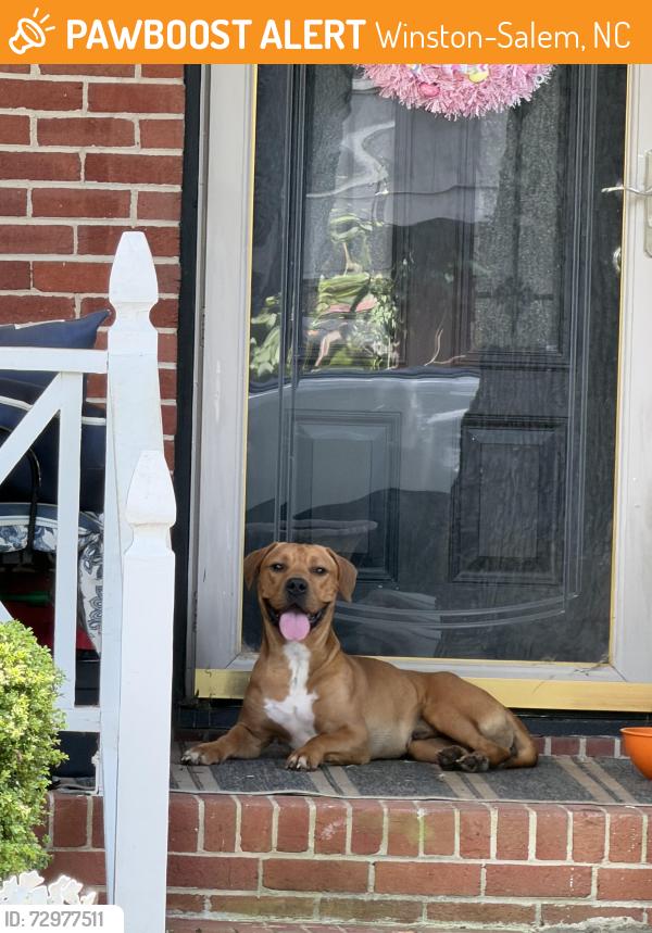 Found/Stray Unknown Dog last seen Pet Supplies Plus. Reynolda Rd, Winston-Salem, NC 27106