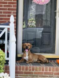 Found/Stray Unknown Dog last seen Pet Supplies Plus. Reynolda Rd, Winston-Salem, NC 27106