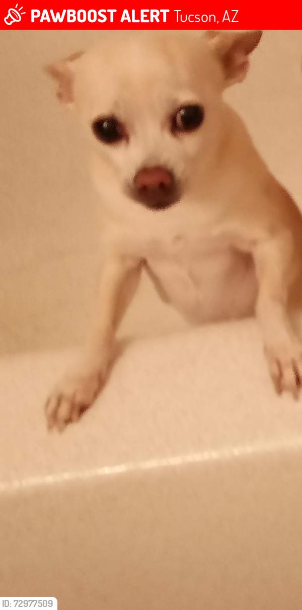 Lost Female Dog last seen E Calle Cappela/Del Sol Park, Tucson, AZ 85710