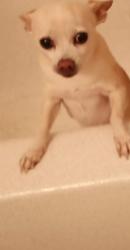 Lost Female Dog last seen E Calle Cappela/Del Sol Park, Tucson, AZ 85710