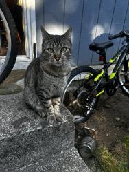 Lost Male Cat last seen Off of 7th Street, near Morgantown Park and the Centennial Trail. , Snohomish, WA 98290