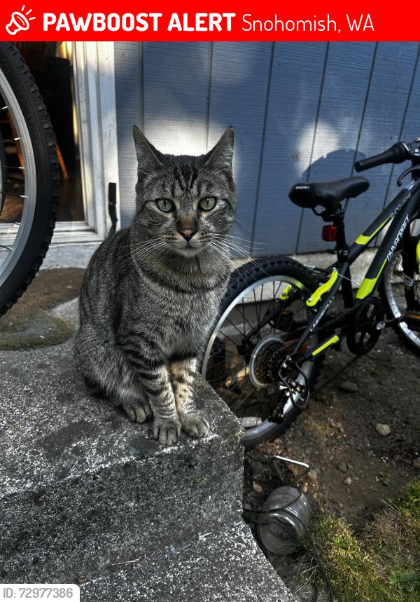 Lost Male Cat last seen Off of 7th Street, near Morgantown Park and the Centennial Trail. , Snohomish, WA 98290
