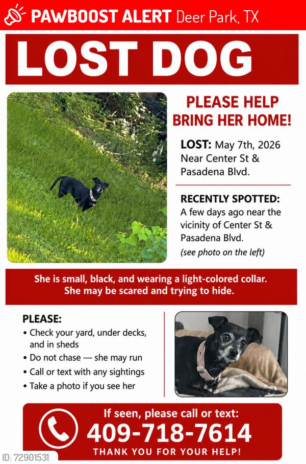 Lost Female Dog last seen neighborhood behind some apartments around the area of center st. and Pasadena., Deer Park, TX 77536