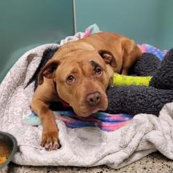 Shelter Stray Female Dog last seen Near BLOCK AUBURN ST, DETROIT, MI 48228, 7401 Chrysler Dr, Detroit, MI 48211, USA