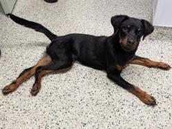 Shelter Stray Female Dog last seen Near BLOCK COLLINGHAM DR DETROIT, MI 48205, 7401 Chrysler Dr, Detroit, MI 48211, USA