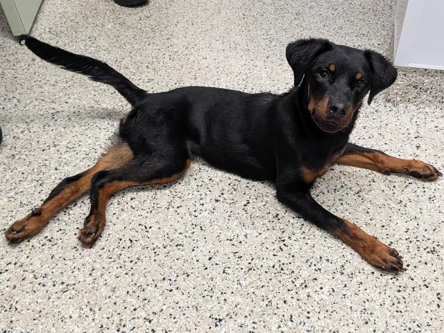 Shelter Stray Female Dog last seen Near BLOCK COLLINGHAM DR DETROIT, MI 48205, 7401 Chrysler Dr, Detroit, MI 48211, USA
