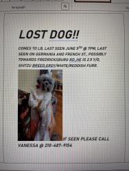 Lost Male Dog last seen Woodlawn lake by French pl and germania street , San Antonio, TX 78228