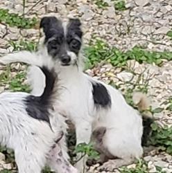 Shelter Stray Female Dog last seen Near BLOCK WAVERLY, 4710 TX-151, San Antonio, TX 78227, USA