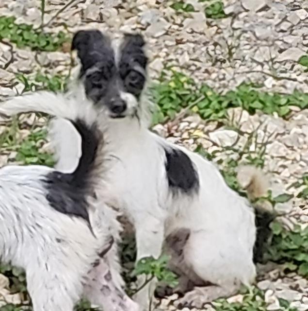 Shelter Stray Female Dog last seen Near BLOCK WAVERLY, 4710 TX-151, San Antonio, TX 78227, USA