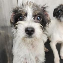 Shelter Stray Female Dog last seen Near BLOCK WAVERLY, 4710 TX-151, San Antonio, TX 78227, USA