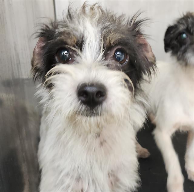Shelter Stray Female Dog last seen Near BLOCK WAVERLY, 4710 TX-151, San Antonio, TX 78227, USA
