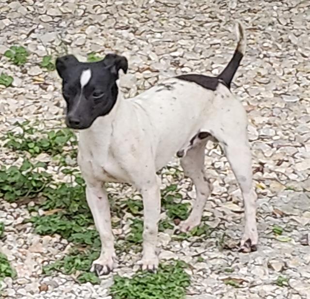 Shelter Stray Male Dog last seen Near BLOCK WAVERLY, 4710 TX-151, San Antonio, TX 78227, USA