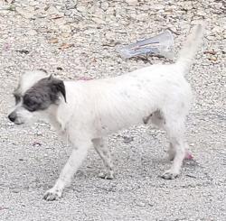 Shelter Stray Male Dog last seen Near BLOCK WAVERLY, 4710 TX-151, San Antonio, TX 78227, USA