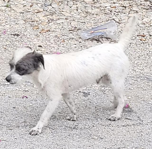 Shelter Stray Male Dog last seen Near BLOCK WAVERLY, 4710 TX-151, San Antonio, TX 78227, USA