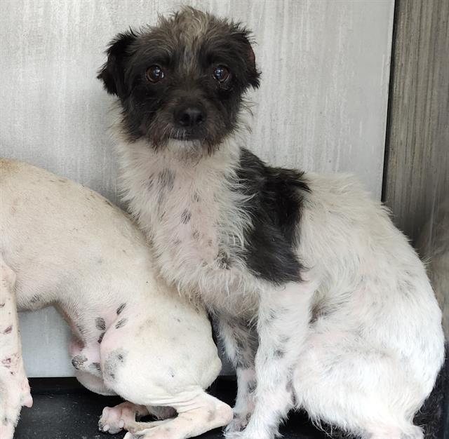 Shelter Stray Male Dog last seen Near BLOCK WAVERLY, 4710 TX-151, San Antonio, TX 78227, USA