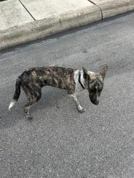 Shelter Stray Male Dog last seen , 4710 TX-151, San Antonio, TX 78227, USA