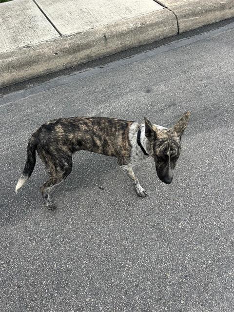 Shelter Stray Male Dog last seen , 4710 TX-151, San Antonio, TX 78227, USA
